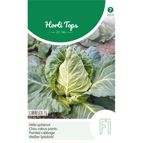 Witte Spitskool Capricorn F1 - Brassica Oleracea