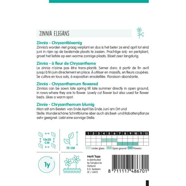 Zinnia Chrysantbloemig - Zinnia Elegans 4 Zinnia Chrysantbloemig - Zinnia Elegans - Afbeelding 2