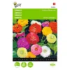 Zinnia Dahliabloemig - Zinnia Elegans 2 Zinnia Dahliabloemig - Zinnia Elegans -Goedkope Tuin Adem Winkel zinnia dahliabloemig zinnia elegans 1646840332 463 600