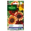 Zonnebloem Herfstschone - Helianthus Annuus -Goedkope Tuin Adem Winkel zonnebloem herfstschone helianthus annuus 1646839549 249 600
