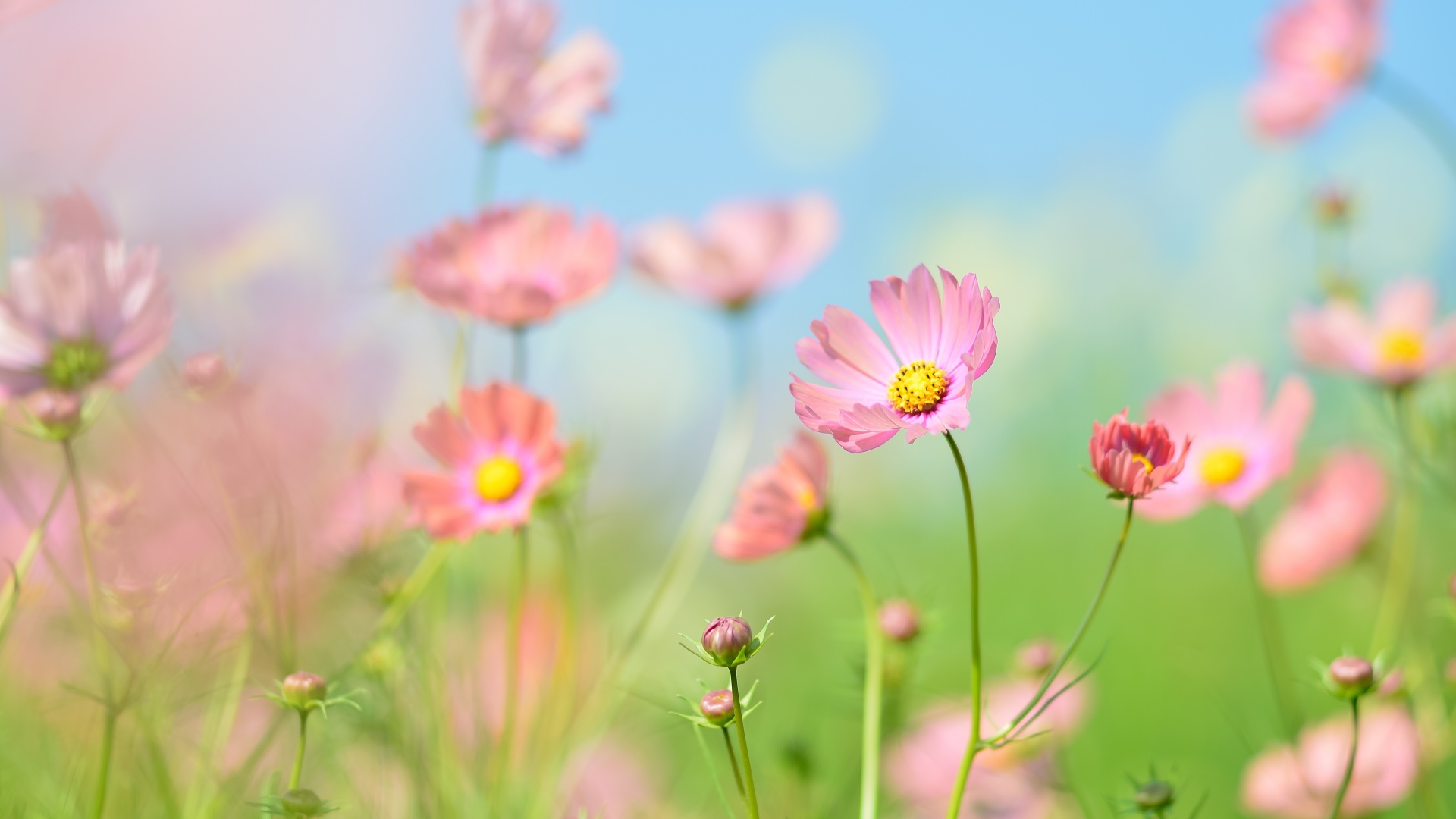 Goedkope Tuin Adem Winkel -Goedkope Tuin Adem Winkel flower garden cosmos flowers summer aesthetic daytime 5k 1920x1080 1234